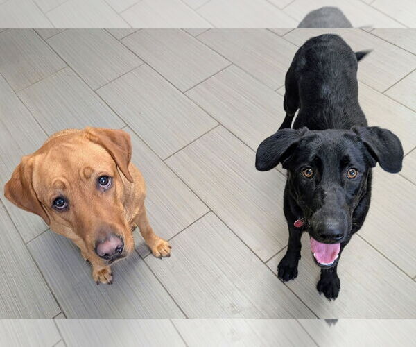 Medium Photo #3 Labrador Retriever-Unknown Mix Puppy For Sale in Clovis, CA, USA