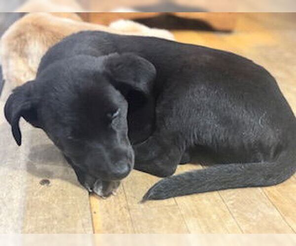 Medium Photo #3 Golden Labrador Puppy For Sale in Brooklyn Center, MN, USA