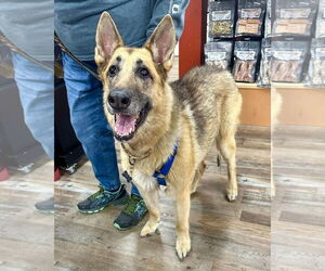 German Shepherd Dog-Unknown Mix Dogs for adoption in Aurora, CO, USA