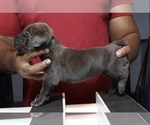Litter of 8 - Male(s) and Female(s) Cane CorsoLitter of Puppies for Sale - Photo #4