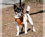 Small Photo #3 Chihuahua Puppy For Sale in Ellijay, GA, USA