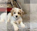 Image preview for Ad Listing. Nickname: Leo cavachon