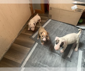 Bull Terrier Puppy for sale in COLUMBUS, IN, USA