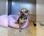 Small Chihuahua Mix