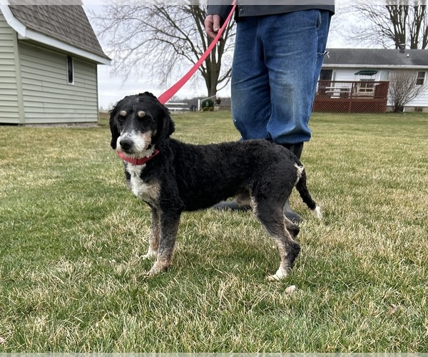 Medium Photo #1 Bernedoodle (Miniature) Puppy For Sale in MIDDLEBURY, IN, USA