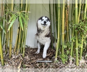 Mother of the Pomsky-Siberian Husky Mix puppies born on 08/12/2022