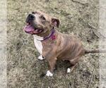Small American Pit Bull Terrier-American Staffordshire Terrier Mix