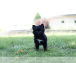 Small Photo #2 Pomeranian Puppy For Sale in WARSAW, IN, USA