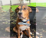 Small #5 Labrador Retriever Mix