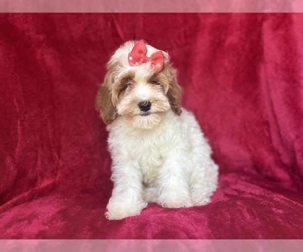 Medium Photo #3 Cock-A-Poo Puppy For Sale in LAKELAND, FL, USA