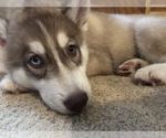 Small Photo #2 Siberian Husky Puppy For Sale in KANSAS CITY, KS, USA