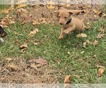 Small Photo #13 Dachshund Puppy For Sale in ALTOONA, PA, USA
