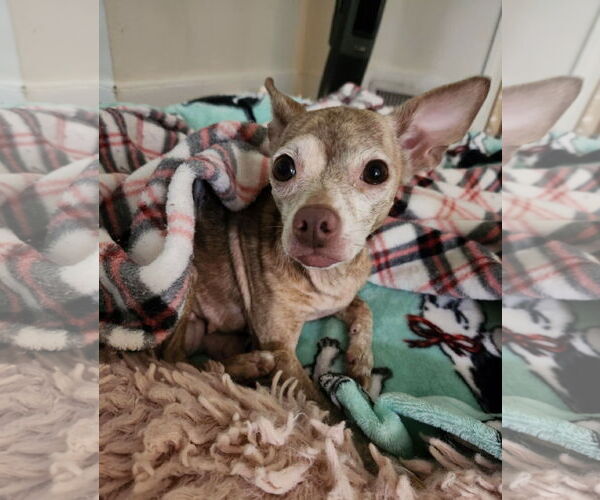 Medium Photo #2 Chihuahua Puppy For Sale in Arlington, VA, USA