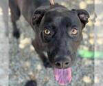 Small #3 Labrador Retriever Mix