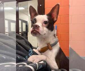 Boston Terrier-Unknown Mix Dogs for adoption in New York, NY, USA