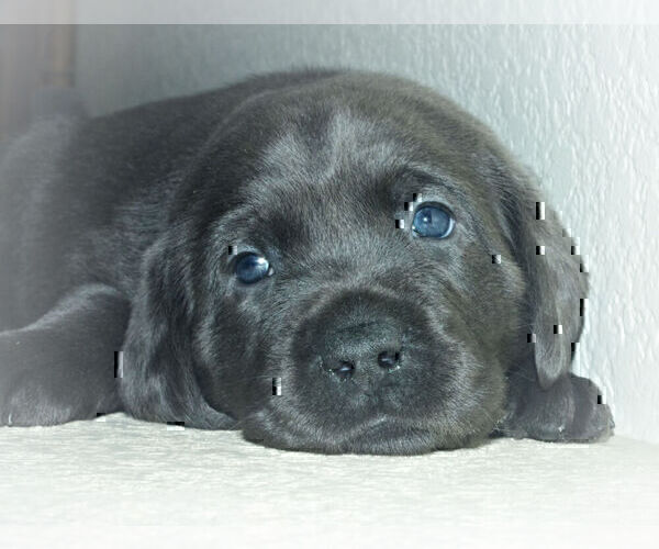 Medium Photo #10 Labrador Retriever Puppy For Sale in DENVER, CO, USA