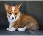 Small Photo #34 Pembroke Welsh Corgi Puppy For Sale in WAKARUSA, IN, USA