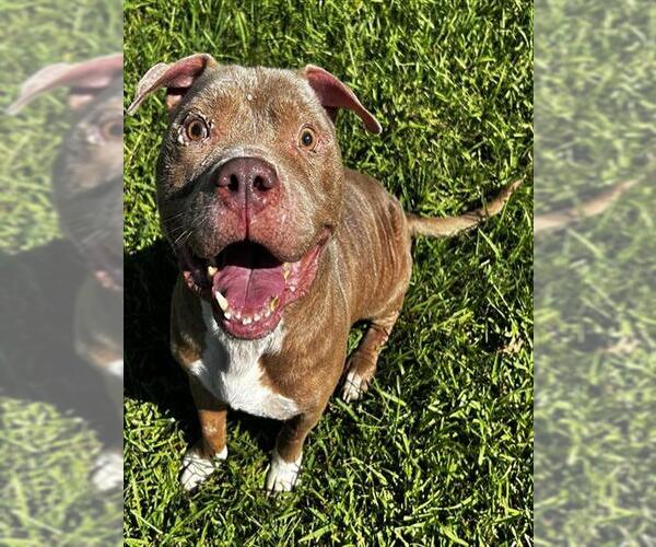 Medium Photo #1 American Pit Bull Terrier Puppy For Sale in Grovetown, GA, USA