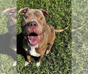American Pit Bull Terrier Dogs for adoption in Grovetown, GA, USA