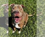 Small American Pit Bull Terrier