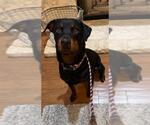 Small #2 Rottweiler