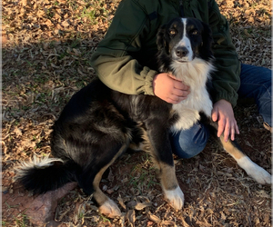 Father of the Australian Shepherd puppies born on 05/14/2025