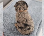 Small #2 Aussiedoodle Miniature 