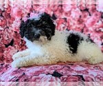 Small Photo #4 Bernedoodle Puppy For Sale in NOTTINGHAM, PA, USA