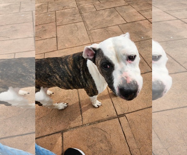 Medium Photo #2 Mutt Puppy For Sale in columbia, SC, USA