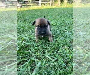 Belgian Malinois Puppy for sale in ROYAL, TN, USA