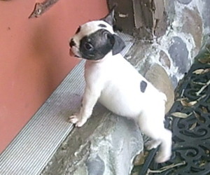 Boston Terrier-Faux Frenchbo Bulldog Mix Puppy for sale in Avon Park, FL, USA