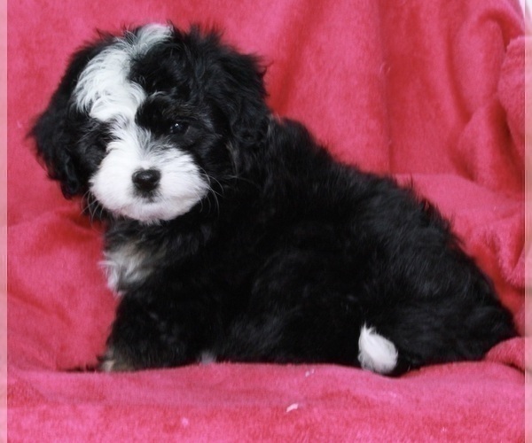 Medium Photo #2 Aussie-Poo Puppy For Sale in FREDERICKSBURG, OH, USA