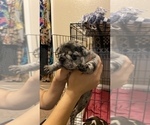 Small Photo #323 French Bulldog Puppy For Sale in CERES, CA, USA