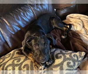 Medium Labrador Retriever Mix