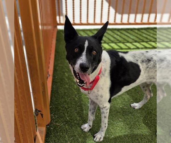 Medium Photo #1 Border Collie-Unknown Mix Puppy For Sale in Las Vegas, NV, USA