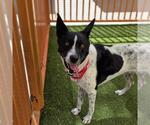 Small Border Collie Mix