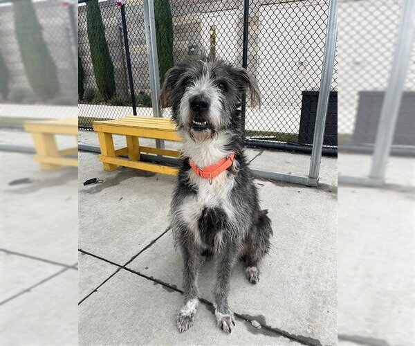 Medium Photo #2 Old English Sheepdog-Unknown Mix Puppy For Sale in Elk Grove, CA, USA