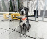Small #1 Old English Sheepdog Mix