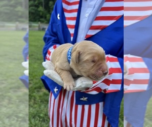 Golden Retriever Puppy for Sale in NEOLA, West Virginia USA