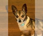 Small Chiweenie