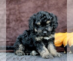 Bernedoodle (Miniature) Puppy for sale in LITITZ, PA, USA