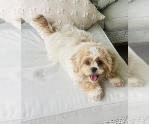 Shih-Poo Puppy for sale in CANTON, GA, USA