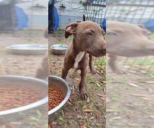 Labrador Retriever-Unknown Mix Dogs for adoption in San Antonio, TX, USA