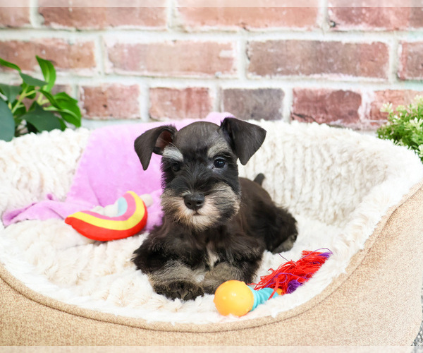 Medium Photo #2 Schnauzer (Miniature) Puppy For Sale in SYRACUSE, IN, USA