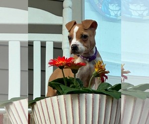 American Staffordshire Terrier-Unknown Mix Dogs for adoption in Holly Springs, NC, USA