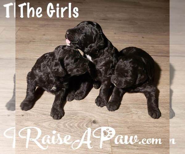 Medium Photo #1 Schnoodle (Giant) Puppy For Sale in OVERGAARD, AZ, USA