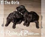Small Photo #1 Schnoodle (Giant) Puppy For Sale in OVERGAARD, AZ, USA