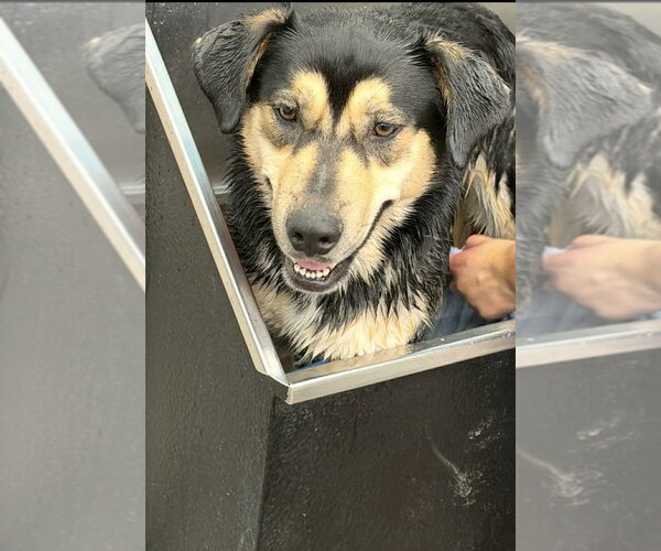 Medium Photo #8 Mutt Puppy For Sale in Springdale, PA, USA