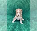 Small Photo #18 Siberian Husky Puppy For Sale in INMAN, SC, USA