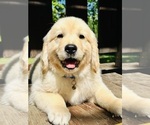Small Photo #31 Golden Retriever Puppy For Sale in AMITY, AR, USA